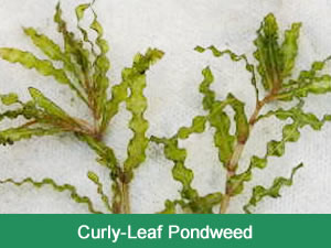 curly_leaf