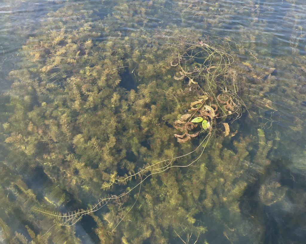 PAST, PRESENT, AND FUTURE OF EURASIAN WATERMILFOIL IN THE MANITOWISH ...